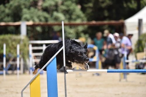 des Crocs de Provence - Concours d'agility de Saint Laurent de Mure