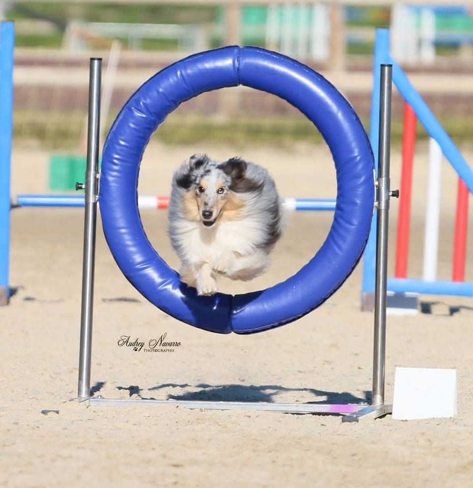 des Crocs de Provence - Concours d'agility d'Eurocopter