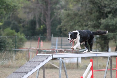 des Crocs de Provence - Concours d'agility de Mézel