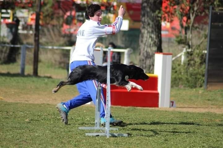 des Crocs de Provence - Concours d'agility d'Avignon