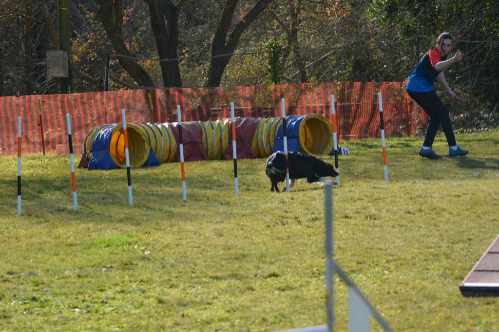 des Crocs de Provence - Concours d'agility des Cadéous