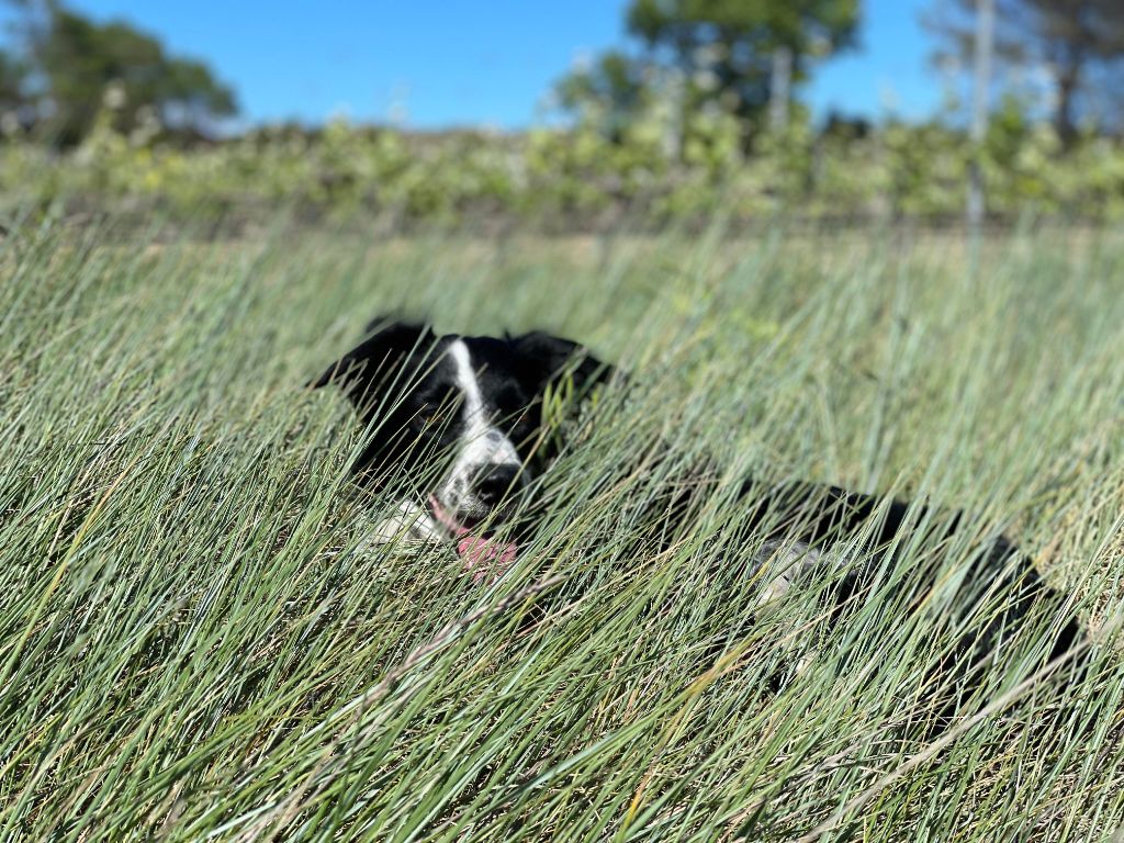 des Crocs de Provence - Des nouvelles de Rikie