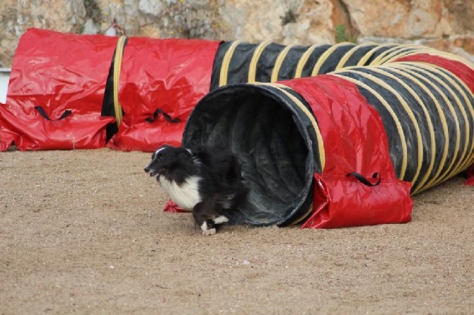 des Crocs de Provence - Concours d'agility de Monaco