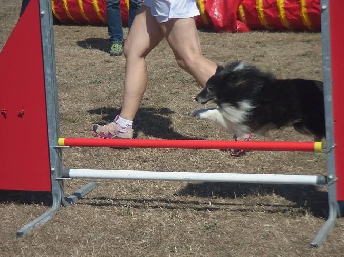 des Crocs de Provence - Concours d'agility de Marignane