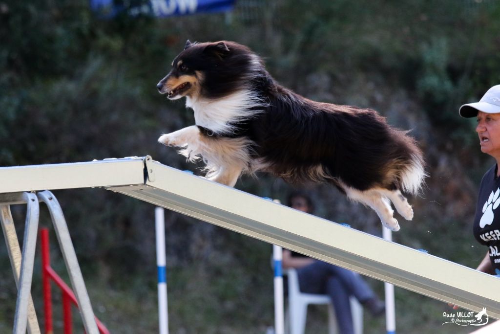 des Crocs de Provence - Brevet d'agility pour Islay