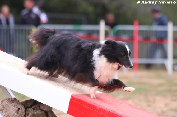 des Crocs de Provence - Concours d'agility de Briançon