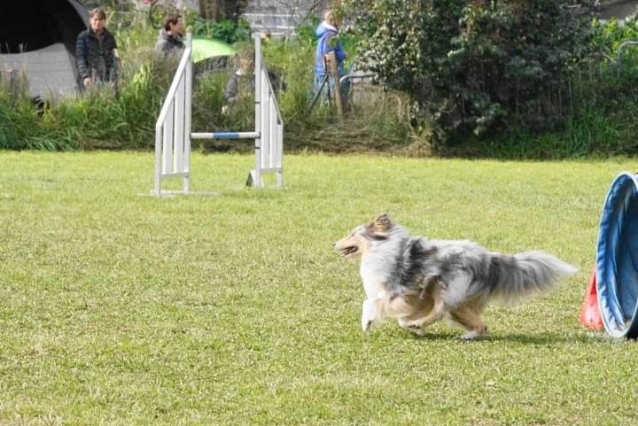 des Crocs de Provence - June au concours d'agility de Cannes