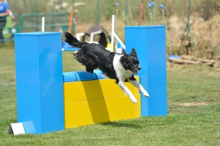 des Crocs de Provence - Concours d'agility de Saint Martin de Crau