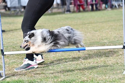 des Crocs de Provence - Concours d'agility de Saint Martin de Crau