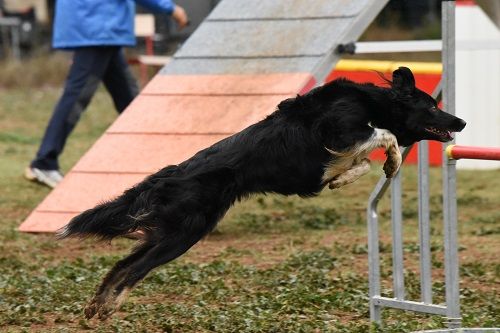 des Crocs de Provence - On au Championnat de France d'agility