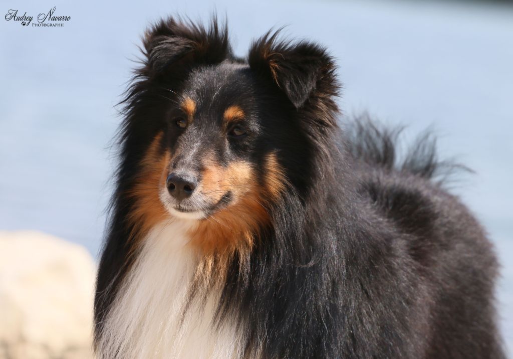 des Crocs de Provence - Sheltie Turner