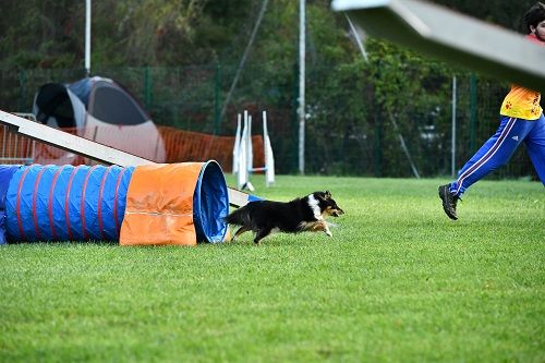 des Crocs de Provence - Concours d'agility des Cadéous