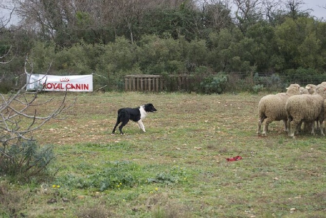 des Crocs de Provence - Troupeau pour Juji Gatamé