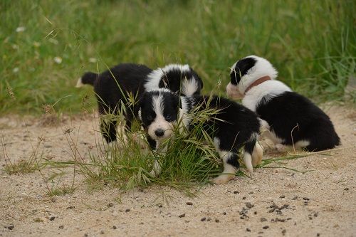 des Crocs de Provence - Les chiots de Iliade et Gap ont eu 4 semaines