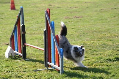 des Crocs de Provence - First Lady et Océane au Grand Prix de France d'agility