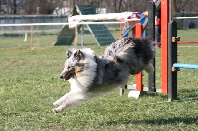 des Crocs de Provence - 2ème concours d'agility de First Lady