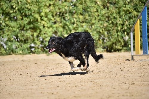 des Crocs de Provence - "Les Crocs de Provence" au Sélectif G.P.F. 2023