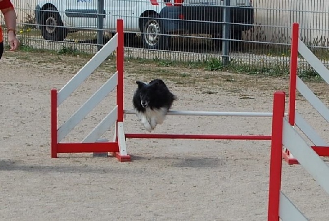 des Crocs de Provence - Concours d'agility des Cadéou