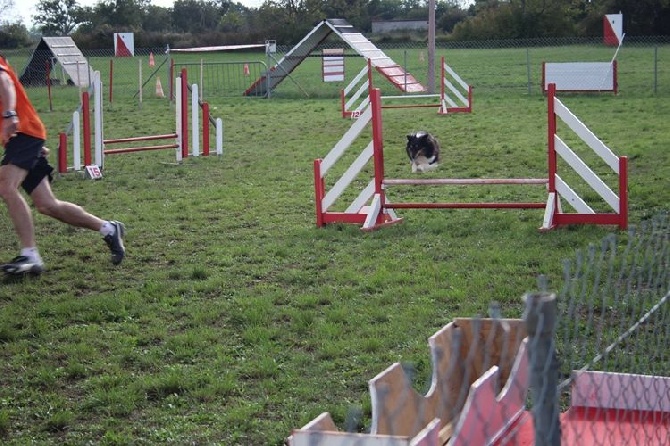 des Crocs de Provence - Concours d'agility de Saint Martin de Crau