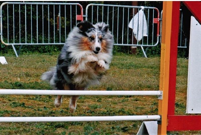 des Crocs de Provence - Concours d'agility de Mézel