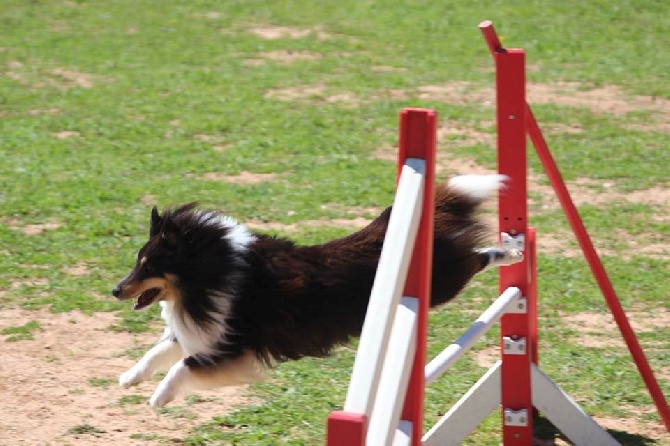 des Crocs de Provence - CAESC et Passagility pour Islay