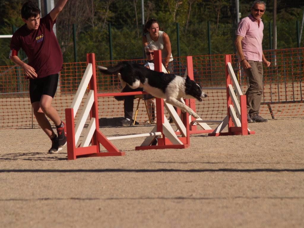 des Crocs de Provence - Concours d'agility de Martigues