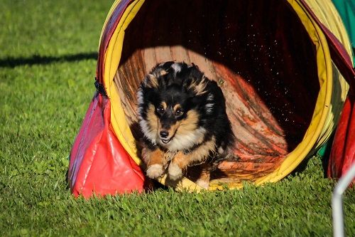 des Crocs de Provence - Concours d'agility d'Aubagne