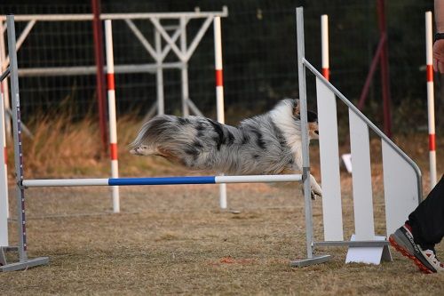 des Crocs de Provence - Légolas au concours d'agility des Cadéou