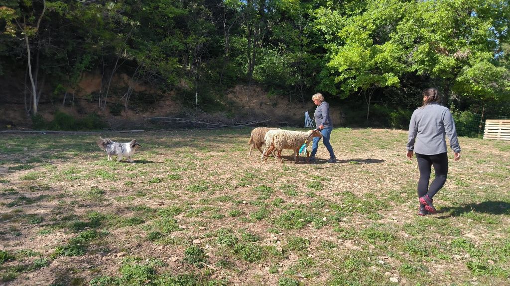 des Crocs de Provence - Shiro au troupeau