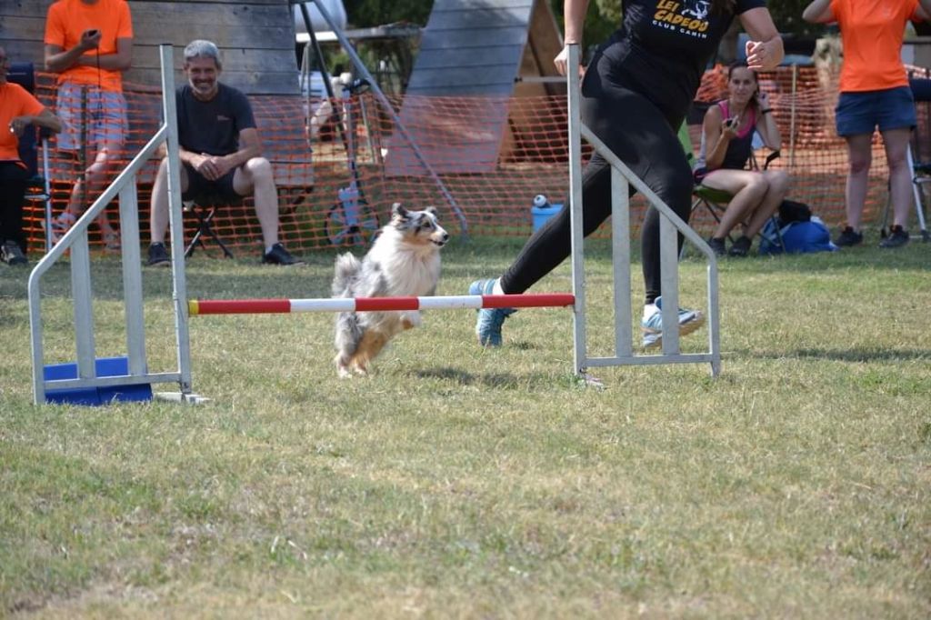 des Crocs de Provence - Concours d'agility des Cadéous