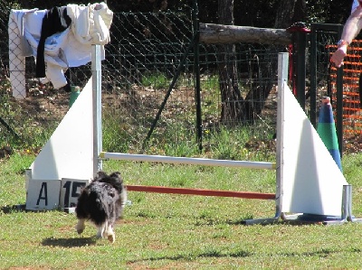 des Crocs de Provence - Stage agility pour Cheyenne