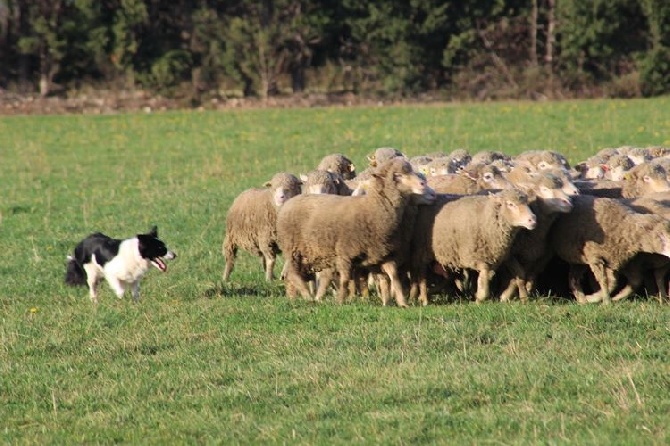 des Crocs de Provence - Stage troupeau pour Zia