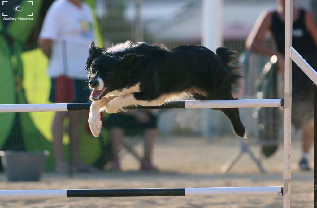 des Crocs de Provence - Concours d'agility de Robion