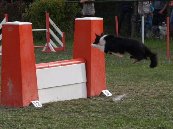 des Crocs de Provence - Concours d'agility d'Aix en Provence