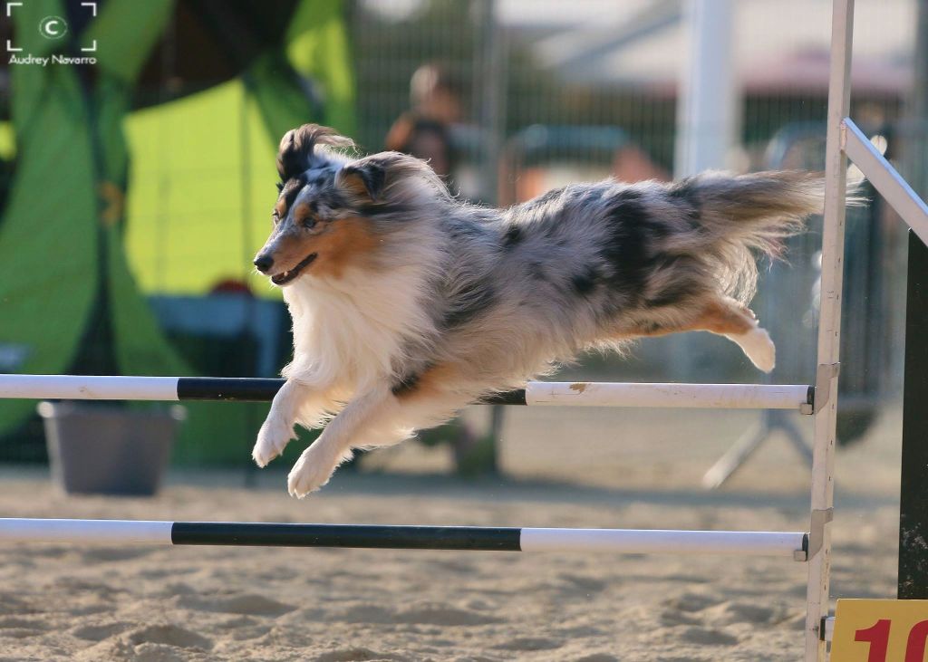 des Crocs de Provence - Concours d'agility de Fos sur mer