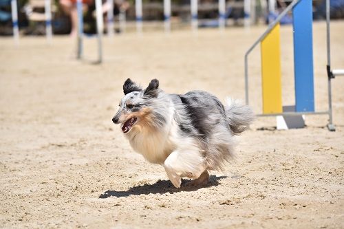 des Crocs de Provence - "Les Crocs de Provence" au Sélectif G.P.F. 2023