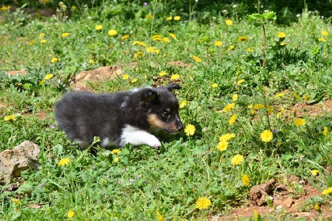 des Crocs de Provence - Une nouvelle vie pour Mew