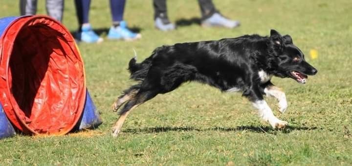 des Crocs de Provence - Concours d'agility de Cannes