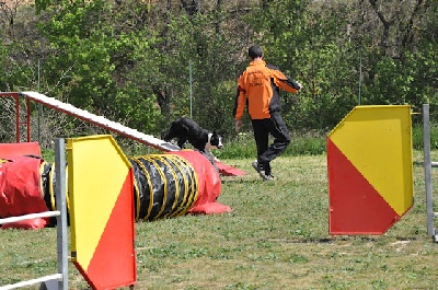 des Crocs de Provence - Concours d'agility d'Aix-en-Provence