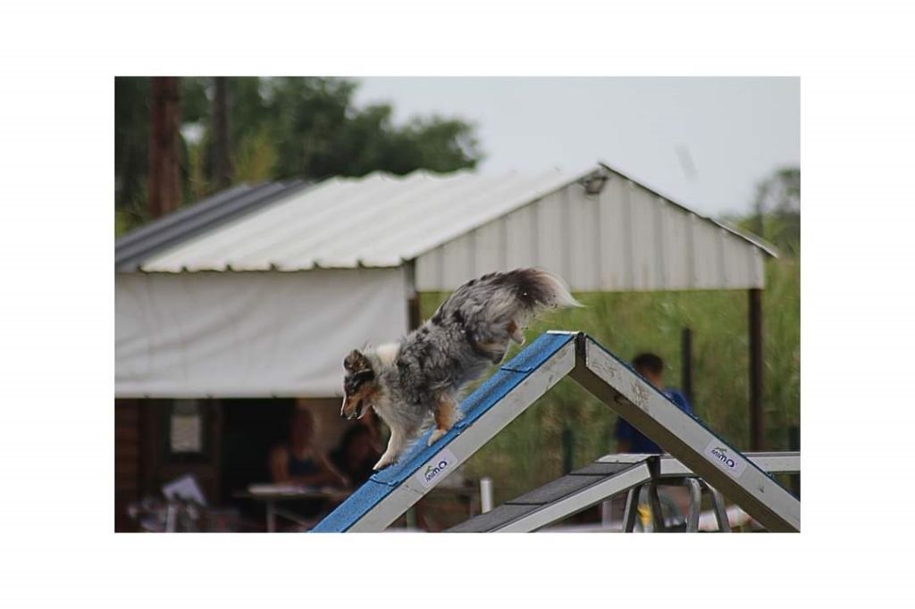 des Crocs de Provence - Maenerys au concours d'agility de Marignane