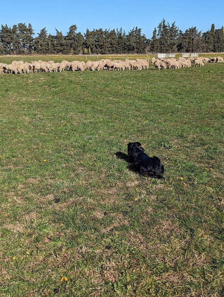 des Crocs de Provence - Des nouvelles d'Occitanie