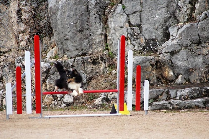 des Crocs de Provence - Concours d'agility de Mouriès