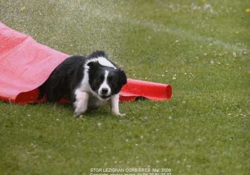 des Crocs de Provence - Concours d'agility de Ferrals les Corbières