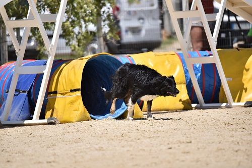 des Crocs de Provence - Concours d'agility de Mouriès