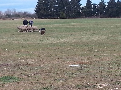 des Crocs de Provence - Stage troupeau pour Foxty