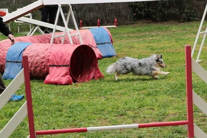 des Crocs de Provence - Concours d'agility de Cuers