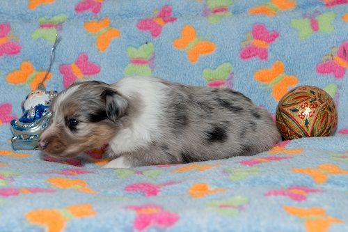 des Crocs de Provence - Les chiots de J'imagine et Sky ont eu 3 semaines