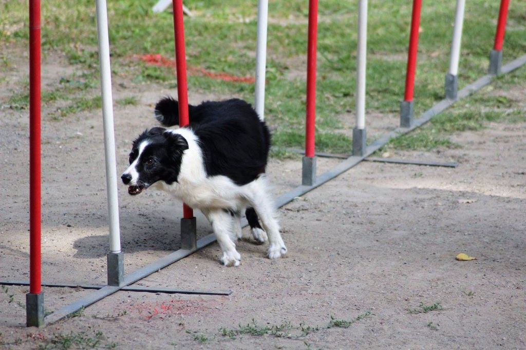 des Crocs de Provence - Concours d'agility de Villeneuve Loubet