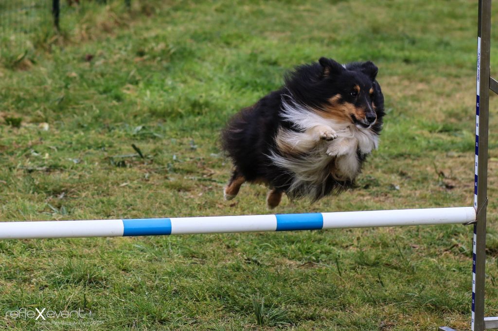 des Crocs de Provence - Concours d'agility en Corse