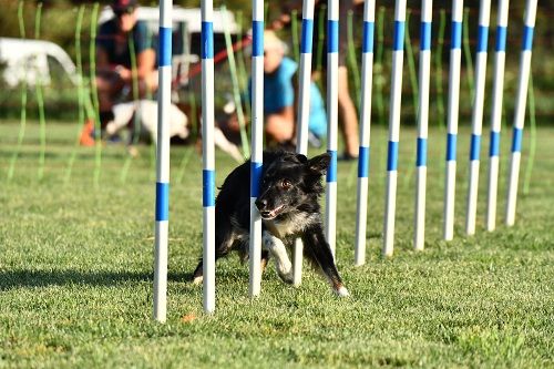 des Crocs de Provence - Concours d'agility des Cadéou